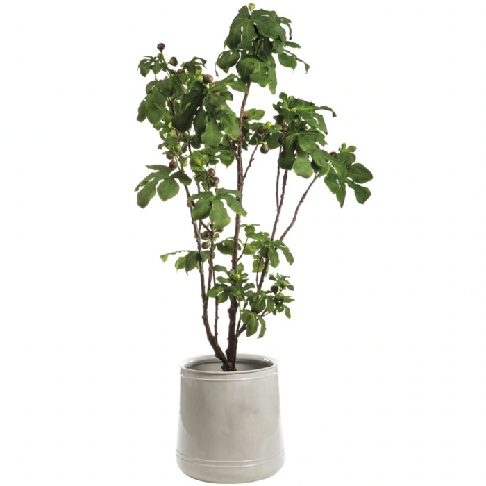Fig Tree in Pot, Green - 93"