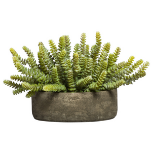 Donkey Tail Succulent in Round Bowl