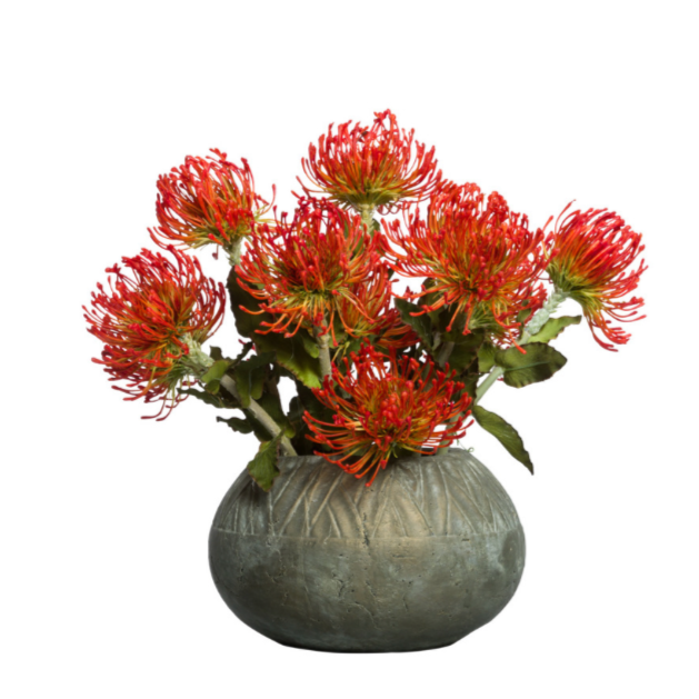 Pin Cushion Protea in Machu Pot, 16"