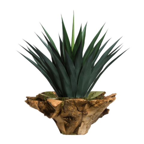 Agave in Wood Bowl,