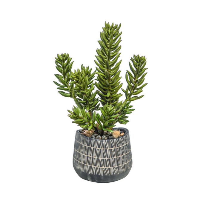 Finger Cactus in African Pot, 9"W x 9"D x 22"H