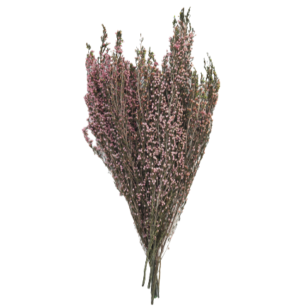 Naturally Preserved Heather Flowers in Pink, 15-20"