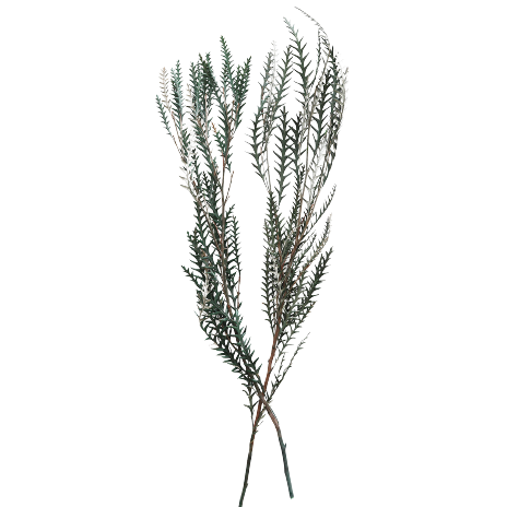 Preserved Cymodocea Serrulata Sea Grass Bundle, 24-29"