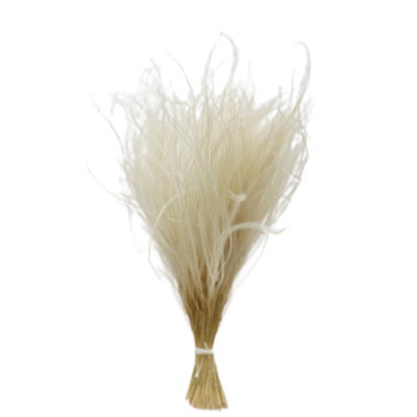Off White Dried Ornamental Feather Grass, 10-15"