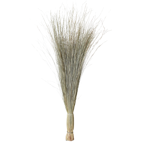 Preserved Green Dune Grass Bundle, 36"