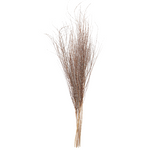 Dried Hoary Willow Branch Bundle, 20-30"