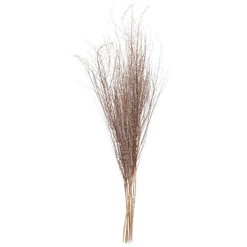 Dried Hoary Willow Branch Bundle, 20-30"