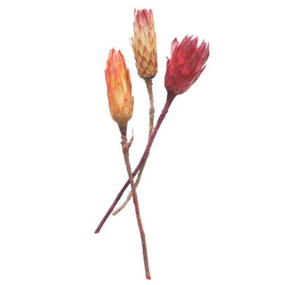 Natural Protea Repens in Orange Pink, Set of 3, 13-15"