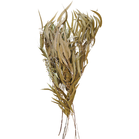 Olive and Tan Colored Preserved Seeded Eucalyptus Bundle, 18-28"