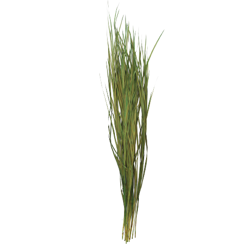Tall Preserved Wild Grass in Green, 45-55"