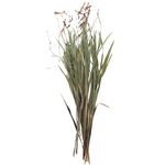 Dried Renanthera Orchid Grass with Orange Buds, 22-28"