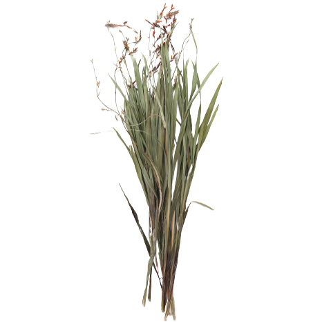 Dried Renanthera Orchid Grass with Orange Buds, 22-28"