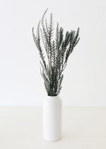 Preserved Cymodocea Serrulata Sea Grass Bundle, 24-29"