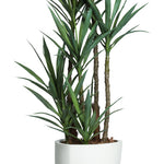 Deluxe Skinny Yucca in White Pot, 84"