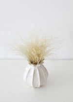Off White Dried Ornamental Feather Grass, 10-15"