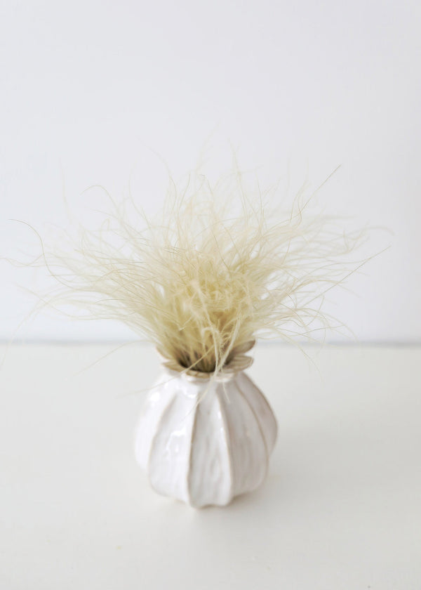Off White Dried Ornamental Feather Grass, 10-15"