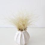 Off White Dried Ornamental Feather Grass, 10-15"