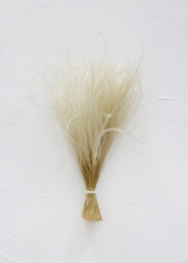 Off White Dried Ornamental Feather Grass, 10-15"