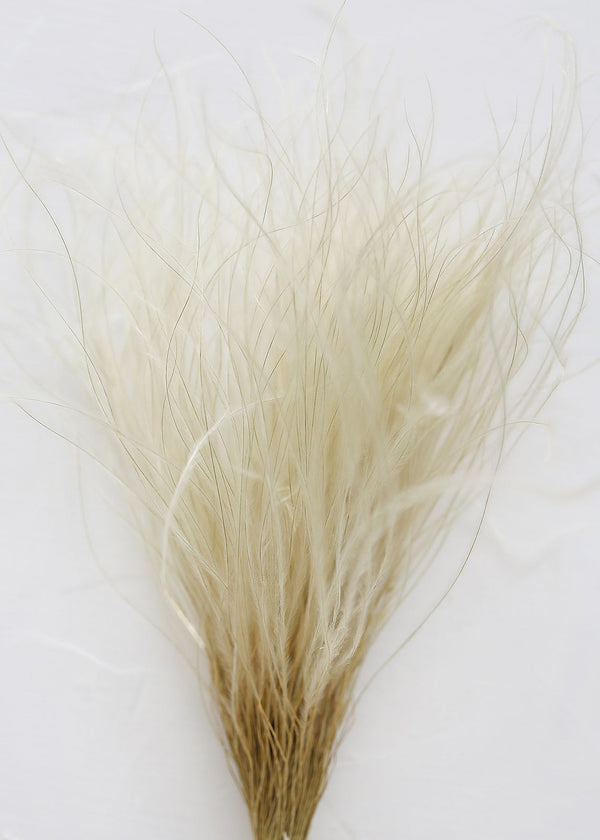 Off White Dried Ornamental Feather Grass, 10-15"