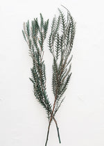 Preserved Cymodocea Serrulata Sea Grass Bundle, 24-29"