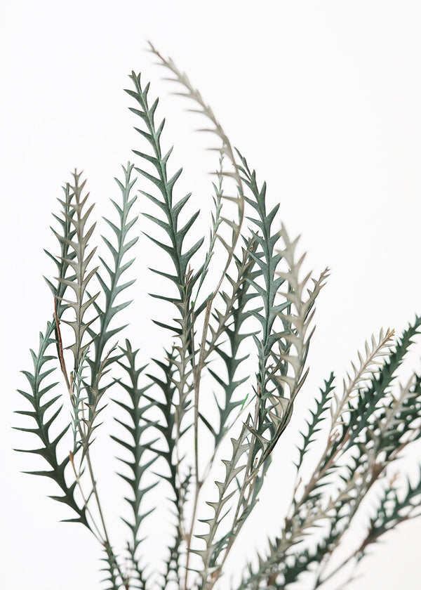 Preserved Cymodocea Serrulata Sea Grass Bundle, 24-29"