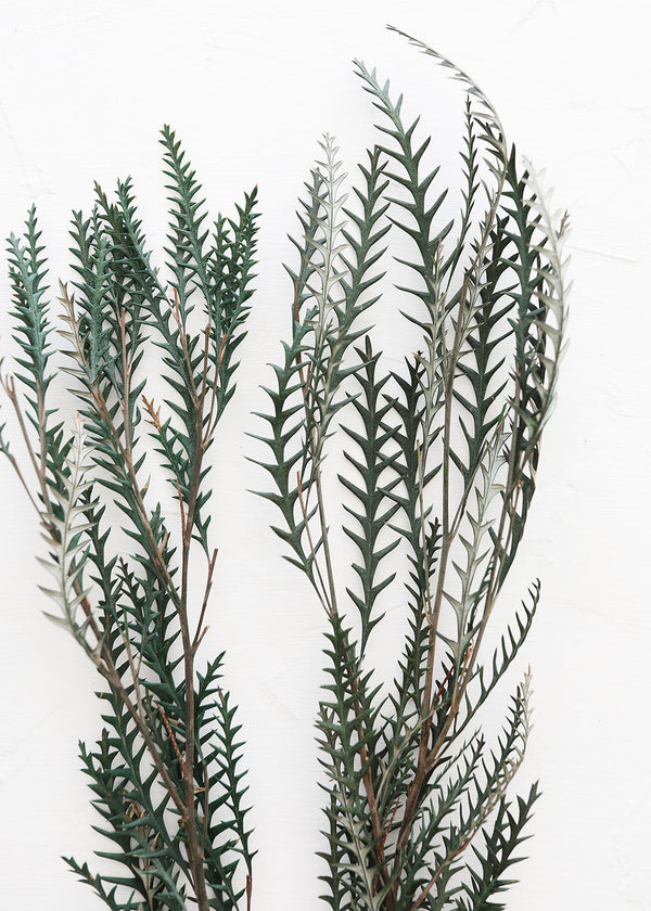 Preserved Cymodocea Serrulata Sea Grass Bundle, 24-29"