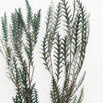 Preserved Cymodocea Serrulata Sea Grass Bundle, 24-29"