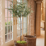 Olive Tree in Moss Pot, 69"