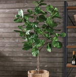 Fiddle Leaf Fig Tree Potted 79"