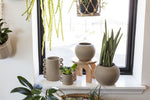 Cassia Pot 5.5"