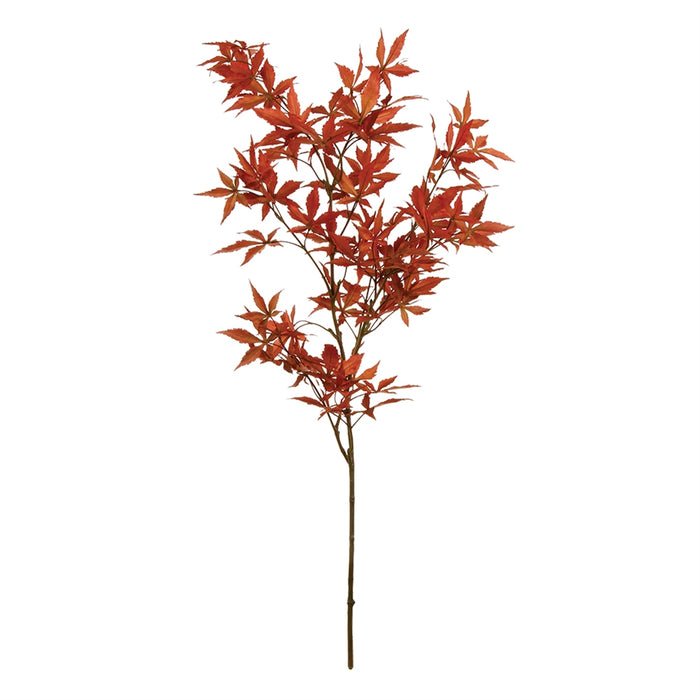 Japanese Maple Branch