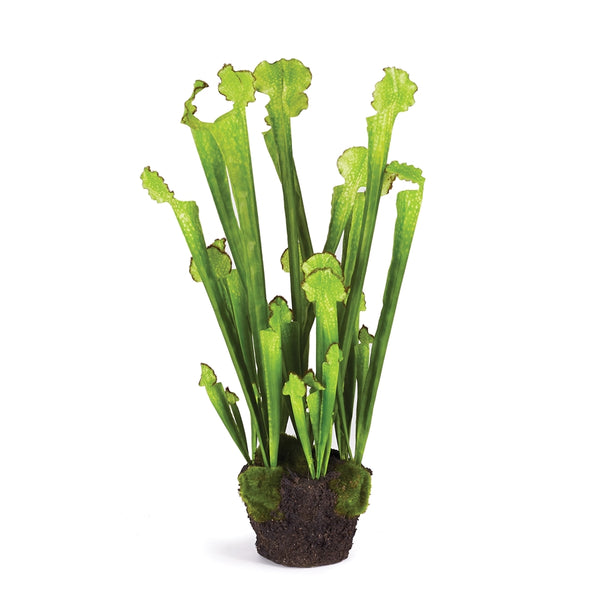 Sarracenia Drop-In, 21"