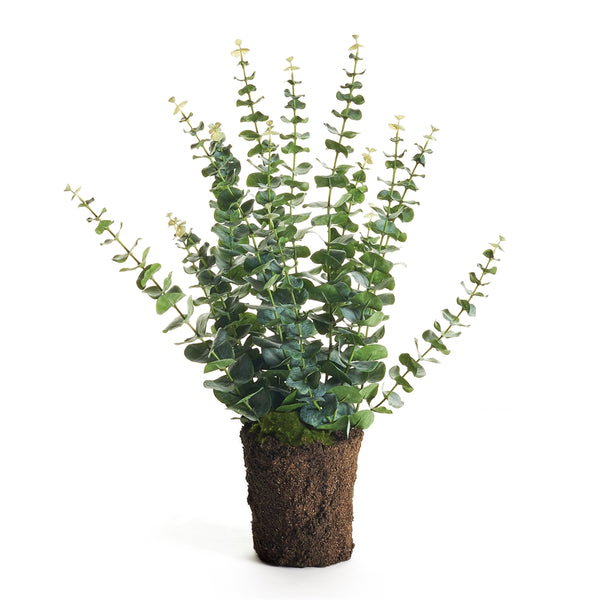 Eucalyptus Drop-In, 25"