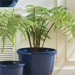 Forest Fern Drop-In 60"