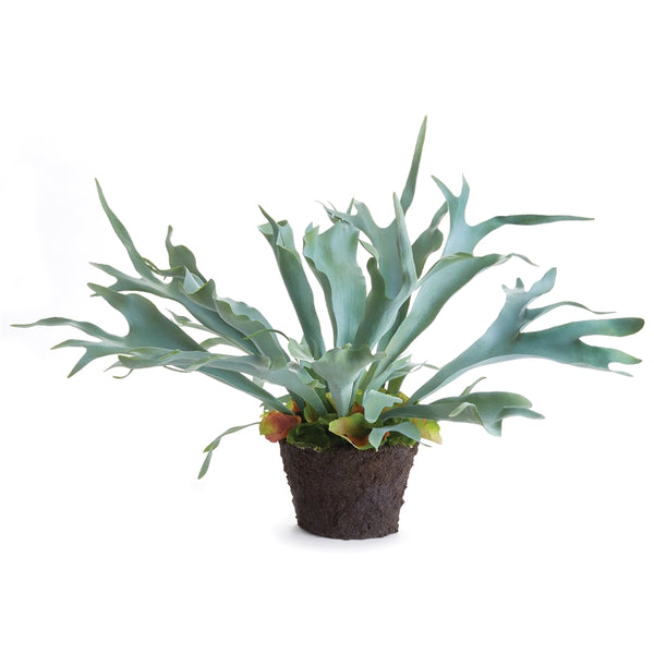 Staghorn Fern Drop-In, 3 Sizes