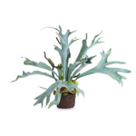 Staghorn Fern Drop-In, 3 Sizes