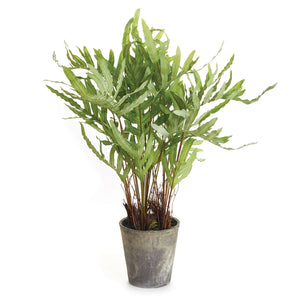 Hare's Foot Fern Potted, 36"
