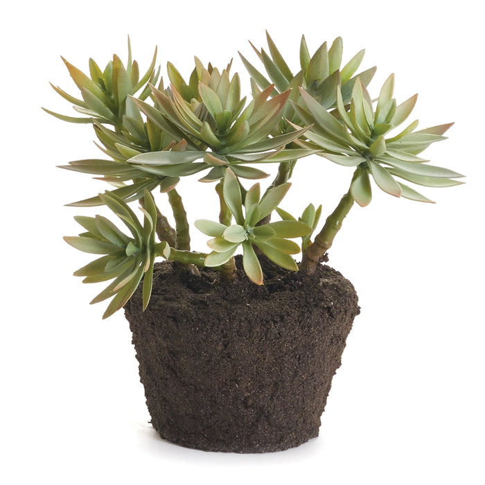 Jewel Succulent Drop-In, 9"