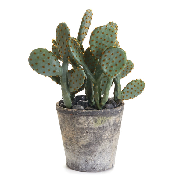 Eastern Prickly Pear Cactus Potted Plant