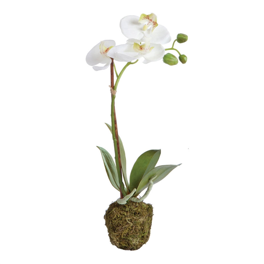 Phalaenopsis Orchid Drop-In 15"