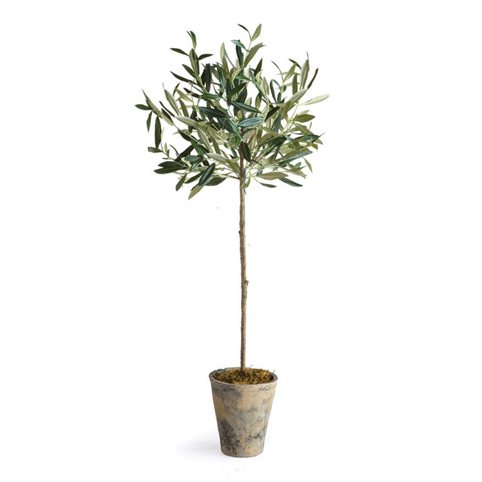 Olive Tree Potted, 46"
