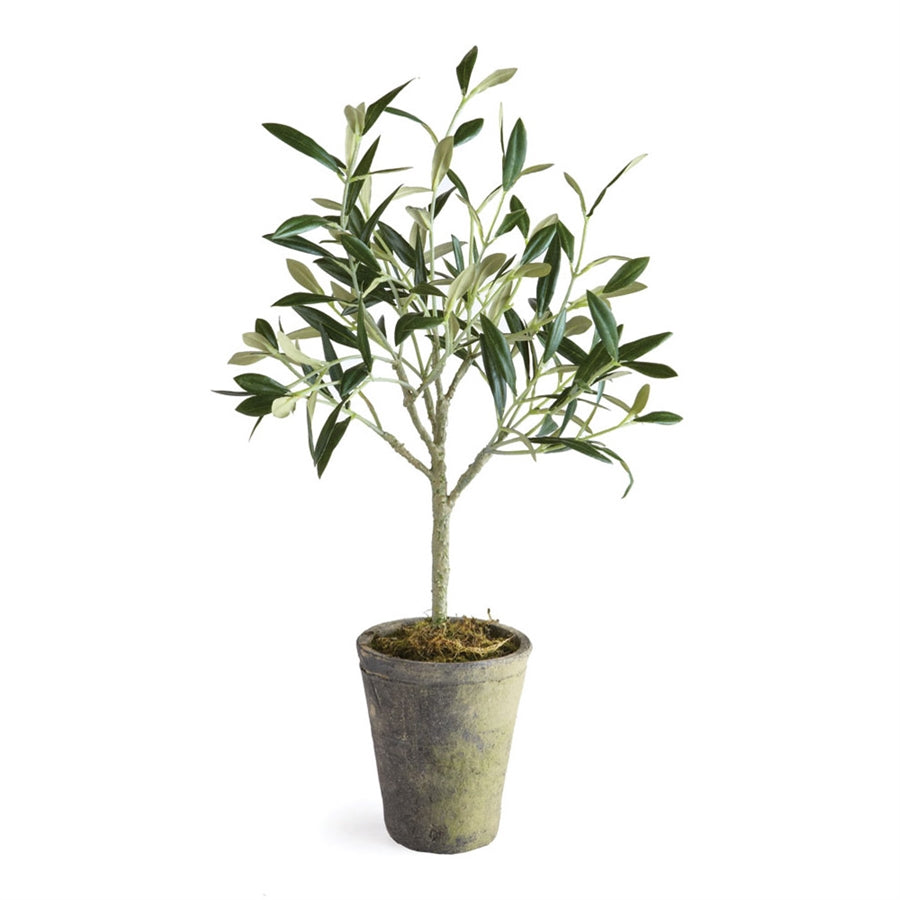 Olive Tree Potted, 17"