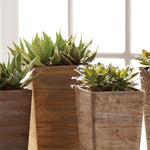 Succulent Drop-Ins S/6, 5.5"