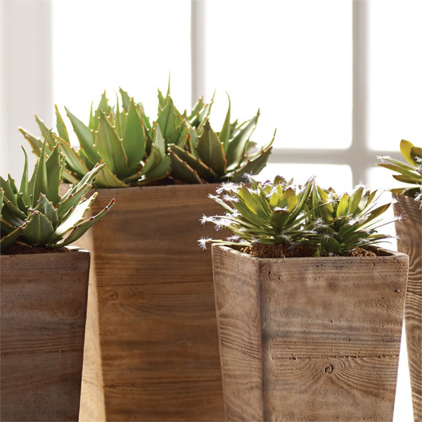Succulent Drop-Ins S/6, 5.5"