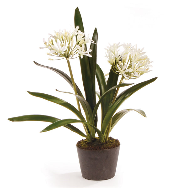 Agapanthus Drop-In, 23"