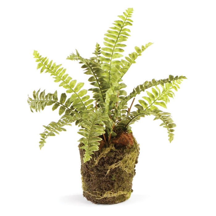 Boston Fern Drop-In, 9"