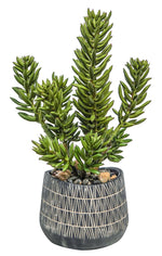 Finger Cactus in African Pot, 9"W x 9"D x 22"H