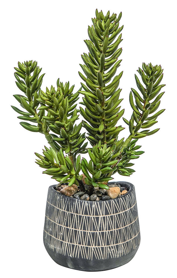 Finger Cactus in African Pot, 9"W x 9"D x 22"H