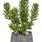 Finger Cactus in African Pot, 9"W x 9"D x 22"H