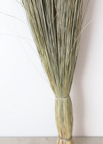 Preserved Green Dune Grass Bundle, 36"